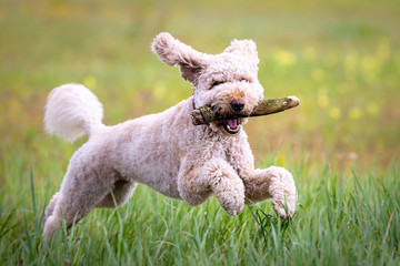 Cute happy energetic young labradoodle jumping running with wooden stick while ears are flapping