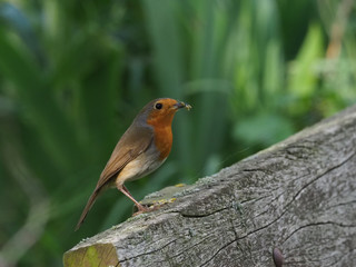 Rotkehlchen