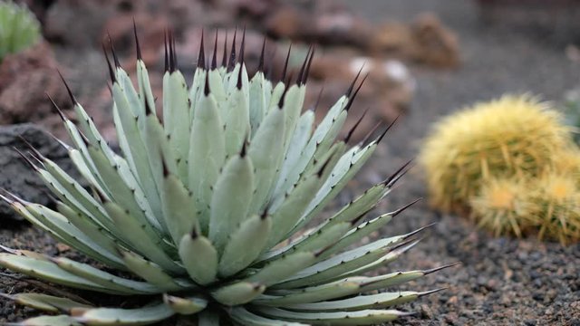 agave cactus in garden focus racking  -