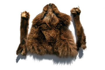 killing wild animals and tailoring them, protecting animals and the environment. illegal shooting,...