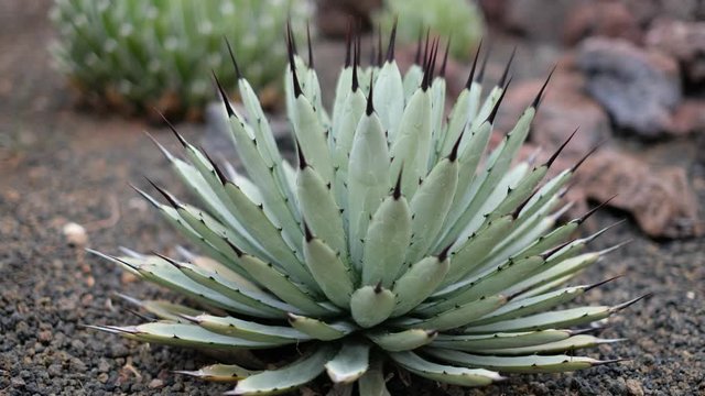  cactus closeup in garden focus rack