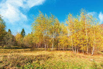 birch forest in mountains. sunny autumn scenery. trees in yellow foliage. blue sky with clouds