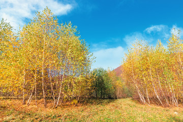 Naklejka premium birch forest in mountains. sunny autumn scenery. trees in yellow foliage. blue sky with clouds