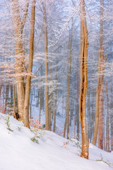 beech forest in wintertime. calm misty morning scenery. trees in hoarfrost. 