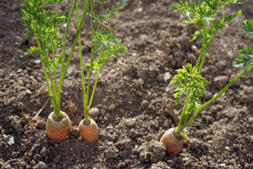 Karotten wachsen auf einem Feld