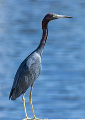 Fototapeta premium LIttle Blue Heron against a blue water background