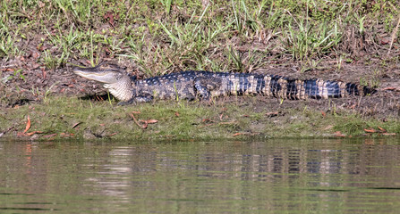 Young alligator sitting in the autum sun