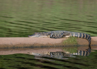 Young Alligator sitting in the autum sun