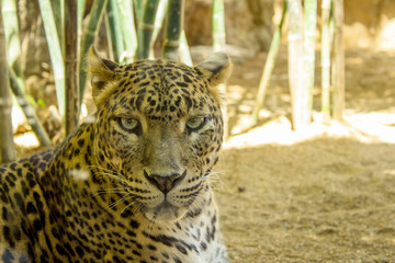 Leopard lying in relaxed state