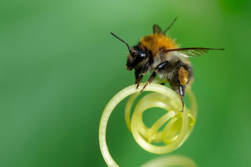 Beautiful  Bee macro in green nature - Stock Image