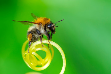 Beautiful  Bee macro in green nature - Stock Image