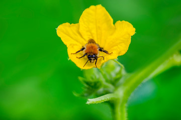 Beautiful  Bee macro in green nature - Stock Image