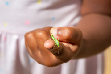 Single Katydid, Meconema thalassinum, on a child's finger