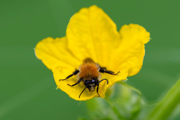 Beautiful  Bee macro in green nature - Stock Image