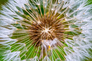 Dandelion seeds close up blowing in the garden