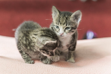 Two little kittens play on the bed. Domestic cats in a shelter. No one needs cats. Breeding cats from a domestic cat.