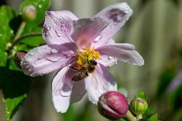 Honey bee gathering nectar from Japanese Anemone flower