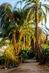 Green date palm trees against the blue sky