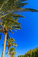 Green date palm trees against the blue sky