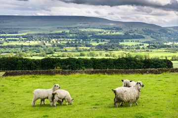 Obraz premium Sheep at Castle Bolton with River Ure in Wensleydale valley with dappled sun North Yorkshire England