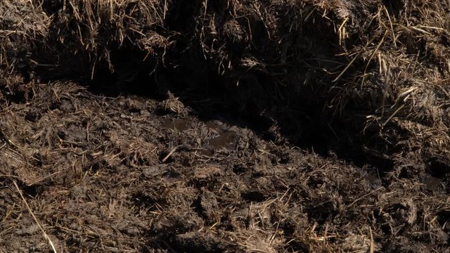 Tas de lisier de vaches dans les Vosges