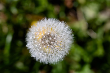 Close up photograph of a dandelion seed pod with copy space