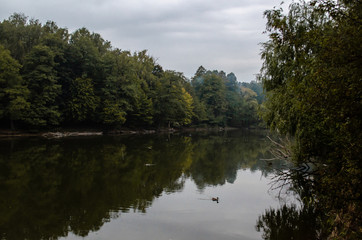 reflection of trees in water