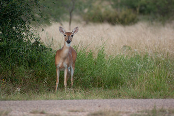 Deer Looking Across Street