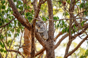 Australian Koala Sitting In A Tree