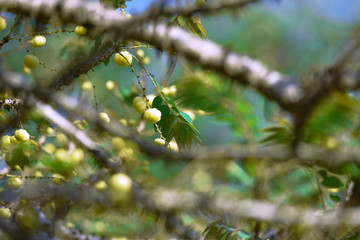 fresh of the star gooseberry on tree