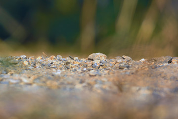close up of stone on the ground.