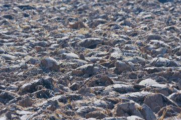 arid land of agriculture field.