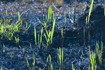 new born plant growing on burned land.