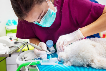 Woman veterinarian dentist doing procedure of professional teeth cleaning dog in a veterinary...