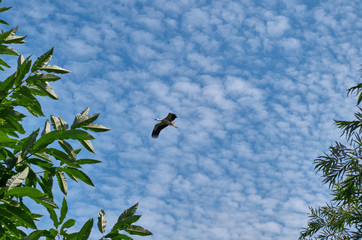 Stork flies on a background of blue sky and white clouds