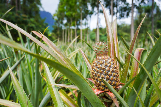 View of a pineapple plantation with mountains and trees in the background in Moorea, French Polynesia