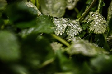 Cilantro 