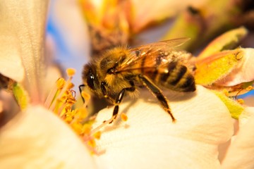 honey bee