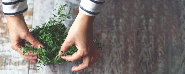 Selective focus. Girl's hands are holding thyme growing in a pot. Spicy herbs are grown at home.