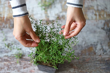 Selective focus. Girl's hands are holding thyme growing in a pot. Spicy herbs are grown at home.