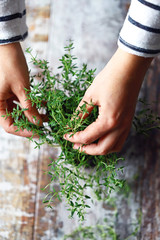 Selective focus. Girl's hands are holding thyme growing in a pot. Spicy herbs are grown at home.