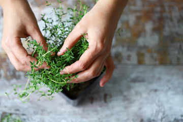 Selective focus. Girl's hands are holding thyme growing in a pot. Spicy herbs are grown at home.