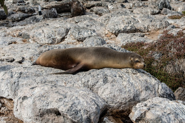 Closeup of sea lion at the Galapagos Islands.