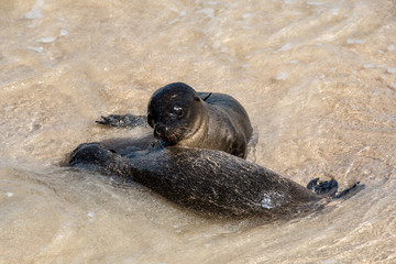 Pair of sea lion cubs at the Galapagos Islands.