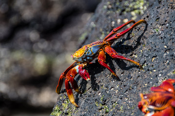 A red crab walks on the rocks looking for food on the rocks of the Santa Cruz island in the Galapagos.