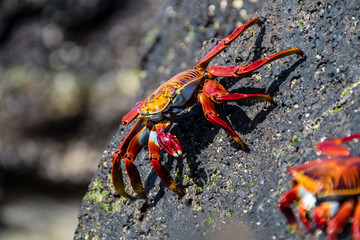 A red crab walks on the rocks looking for food on the rocks of the Santa Cruz island in the Galapagos.