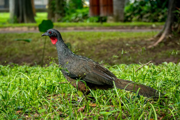 Jacu (typical guan jacquacu) birds 