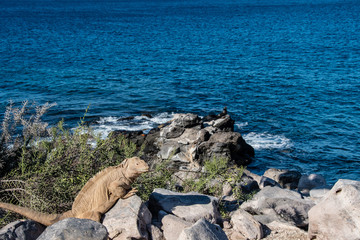 A land iguana warms in the sun on the Galapagos Islands.