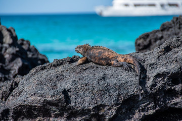 A marine iguana warms up resting on a cliff, Galapagos.