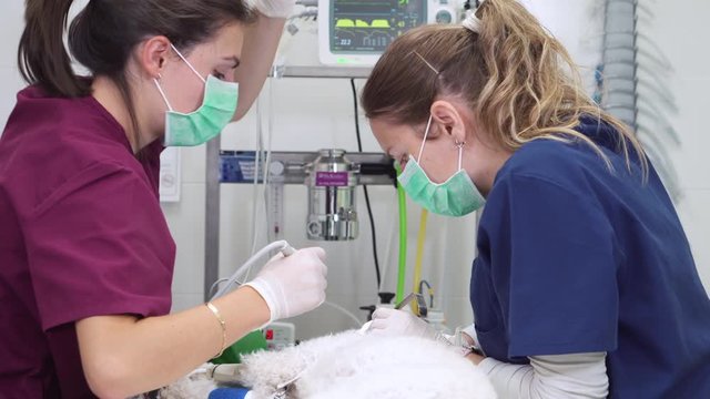 Woman veterinarian dentist doing procedure of professional teeth cleaning dog in a veterinary clinic. Anesthetized dog in operation table. Pet healthcare concept .